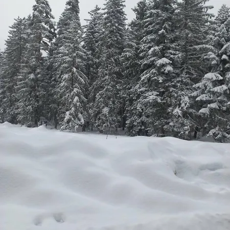 Appartement Forest View